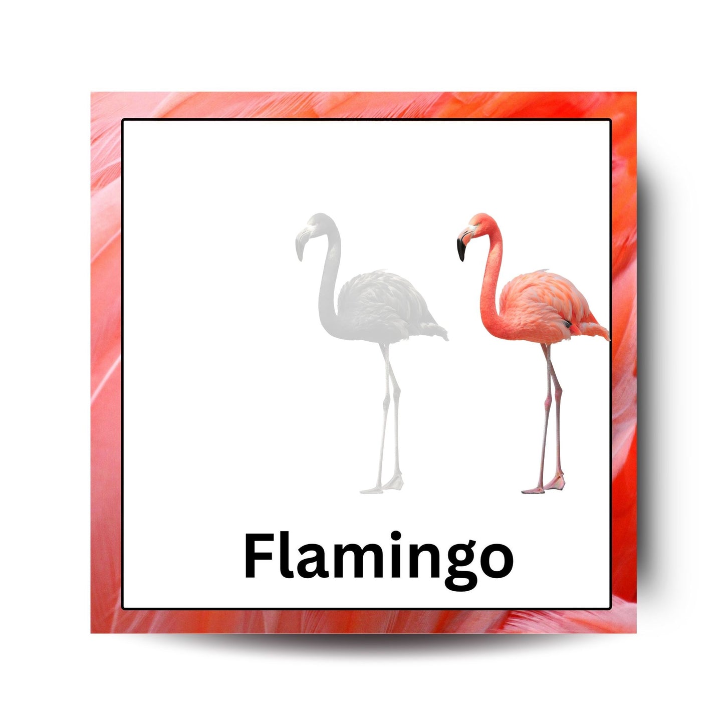 Fly High Bird Card Pack: Educational Fun for Ages 2 to 4