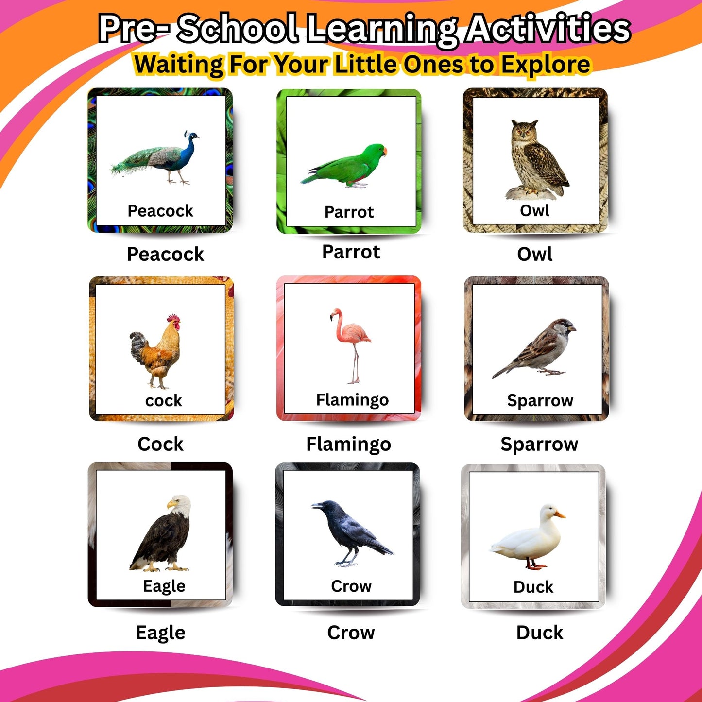 Fly High Bird Card Pack: Educational Fun for Ages 2 to 4