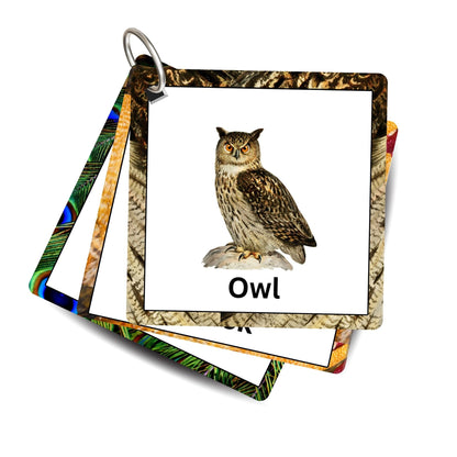Fly High Bird Card Pack: Educational Fun for Ages 2 to 4