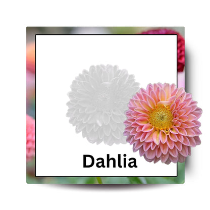 Flowers Fun Card Pack: Educational Fun for Ages 2 to 4