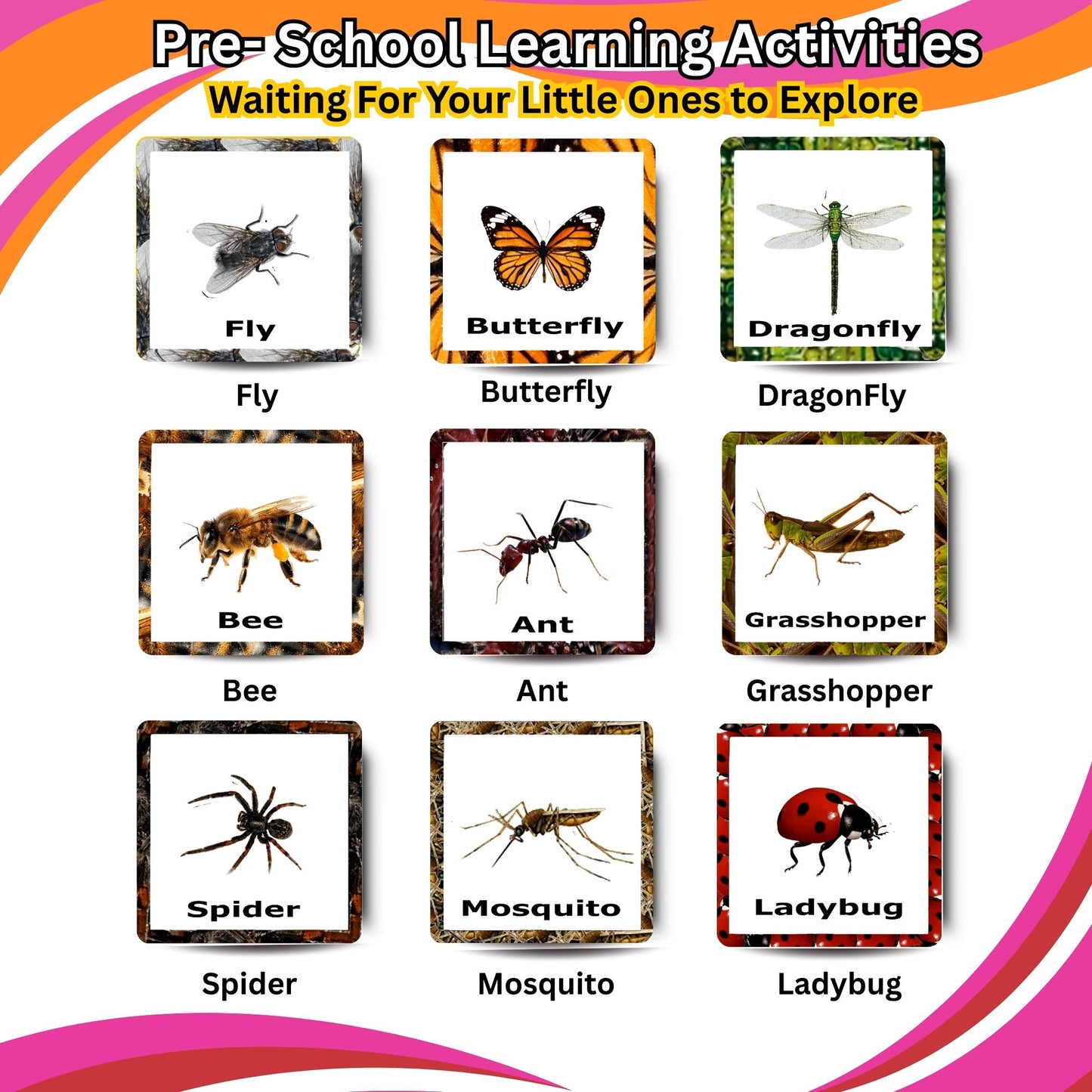 Insect Card Pack: Educational Fun for Ages 2 to 4