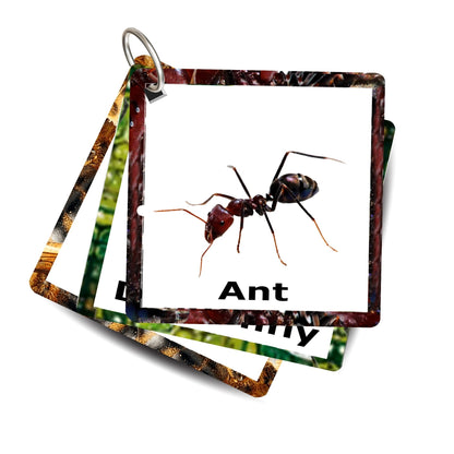 Insect Card Pack: Educational Fun for Ages 2 to 4